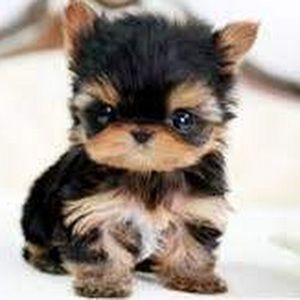 Meet your Posher, Zhyreh